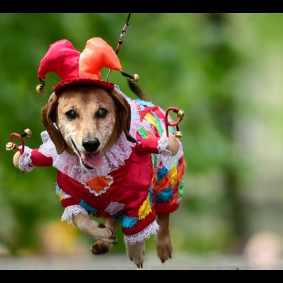 Meet your Posher, Kara - Picture 1 of 2